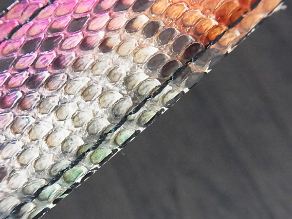 実際に弊社で買取させて頂いたHYSTERICS/ヒステリックス ベルト ピンバックル 蛇柄の画像 6枚目