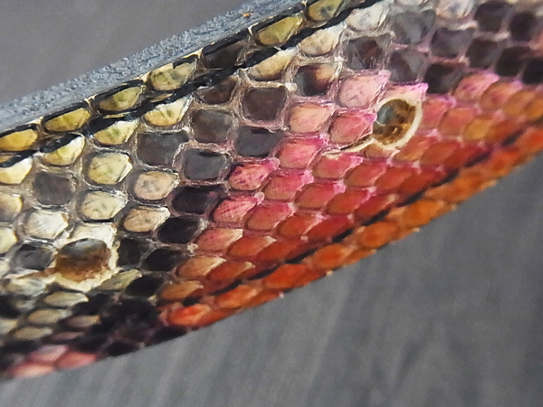 実際に弊社で買取させて頂いたHYSTERICS/ヒステリックス ベルト ピンバックル 蛇柄の画像 4枚目